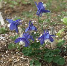 Image result for Aquilegia flabellata ministar