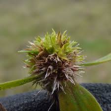 Image result for Spermacoce mauritiana