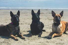 Check spelling or type a new query. Southern California Belgian Malinois Rescue