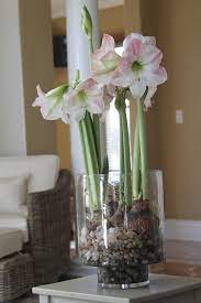 Amaryllis bulbs placed in a large terracotta pot are surrounded by random overlapping sheets of bark. Forcing Bulbs How To Grow Flowers In Water This Winter Bulb Flowers Amaryllis Bulbs Amaryllis Plant
