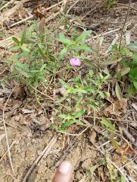 Image result for Afrohybanthus enneaspermus