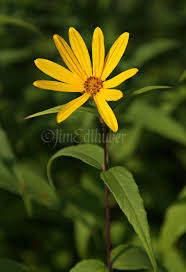 Maybe you would like to learn more about one of these? Wisconsin Native Wildflowers Wild Flowers Wildlife Photography Wildlife