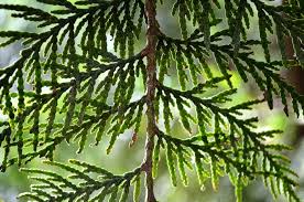 Cedar trees originate from the pacific northwest in north america. From Cradles To Coffins Western Red Cedar A Tree Of Life