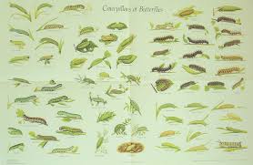 Caterpillar Chart Of British Butterflies