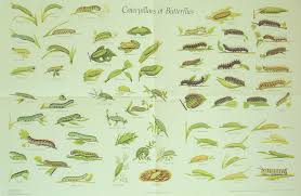 caterpillar chart of british butterflies