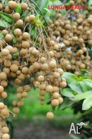 The types and varieties of fruit trees that can be grown in each area varies significantly. Exotic Tropical Fruit Trees And Plants For Sale In Bull Creek Western Australia Classified Australialisted Com