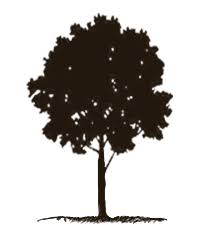 Image result for Synsepalum muelleri