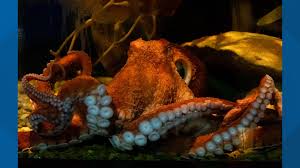 Check spelling or type a new query. Babs Giant Pacific Octopus At Aquarium Of Niagara Passes Away Wgrz Com