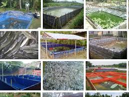 Ternak lele sistem bioflok juga bisa menjadi alternatif lain. Tips Cara Ternak Ikan Lele Di Ember Budidaya Ikan Lele