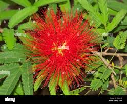 Image result for Calliandra tweedii