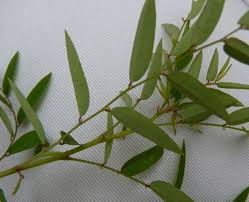 Image result for Phyllanthus pentandrus