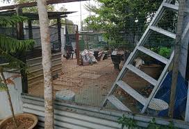 Kebiasaannya, reban ayam kampung dibuat secara terbuka dan 'sistem bawah tanah'. Dah Macam Duduk Kampung Lelaki Didenda Ternak Ayam Di Kawasan Perumahan Rumah Ibs Kontraktor Bina Rumah Ibs Selangor