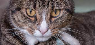 Also should i no longer give him the steroid ointment? 7 Feline Herpesvirus Facts You Need To Know Iheartcats Com