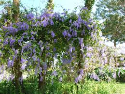 Image result for Petrea volubilis