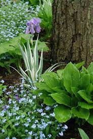 plantes d ombre pour le jardin en 25 photos fascinantes schattenpflanzen garten garten schattenpflanzen