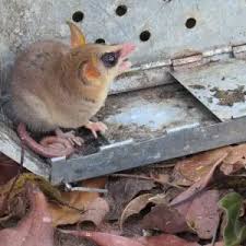 Image result for Equilabium gracile