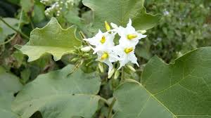Image result for Solanum torvum