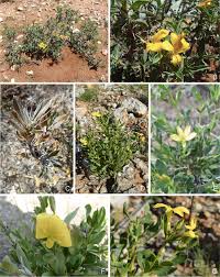 Image result for Barleria rigida