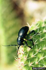 Darn i wish i had known that. Cactus Longhorn Beetle Info Is Control Of Cactus Longhorn Beetles Necessary