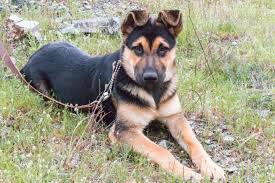 It is not as big as the purebred rottweiler, but it is still a little bigger than the rott chihuahua mix. How Big Do Rottweilers Get Plus Size Info For Rottweiler Mixes Embora Pets