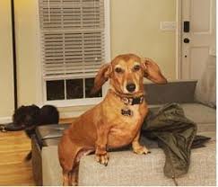 If you are looking for healthy, well socialized, beautiful weiner dog puppy you have found it. Dream Dachshund Rescue Atlanta Georgia Reviews And Ratings Marietta Ga Donate Volunteer Review Greatnonprofits