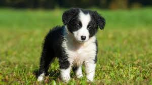 She loves to work stock and play he produces puppies with excellent bone and substance. Border Collie Price Temperament Life Span