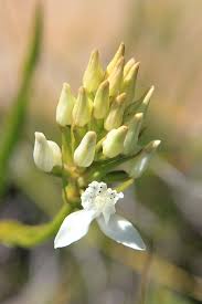 Image result for Diclis tenella