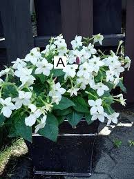Alata (often called jasmine tobacco) which produces tall, graceful stems of pale, nodding flowers with starry faces. Nice Single Flower Display Of Saratoga White Nicotiana Container Flowers Garden Containers Flower Garden