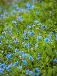 26 Mn Spring Flowers Ideas Spring Flowers Flowers Plants