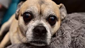 Dachshund, pit bull mix up for adoption in georgia. Chug Dogs Fun Facts History And How To Get One