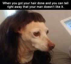 17 New Haircut Meme To Show You Really Regret Your Decisions In Life Sayingimages Com