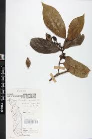 Image result for Oxyanthus speciosus