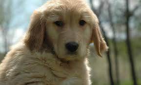 Madison, wi (mad) mansfield, oh. Golden Retriever Puppy For Sale Adoption Rescue For Sale In Argyle Wisconsin Classified Americanlisted Com