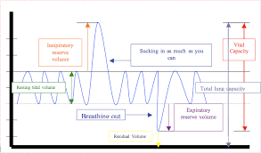 Image result for Vital Capacity