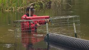 Beavers should be reintroduced into the wild to help clean up polluted rivers and stem the loss of they also measured how much of the chemicals, and sediment had been rapped by the dams in each of the ponds. Mill Creek Tries New Tactic To Prevent Beaver Dams From Flooding Nearby Roads Komo