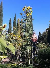 Pin On Get Gardening