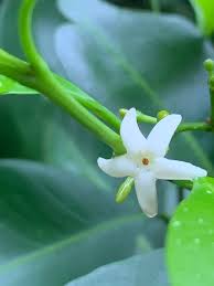 Image result for Hunteria