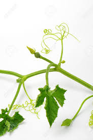 Many zucchini varieties produce mottled leaves. Stamm Der Zucchini Pflanze Mit Blattern Und Ranken Lizenzfreie Fotos Bilder Und Stock Fotografie Image 73910004