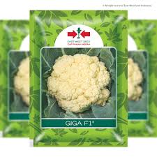 [evaluation of ozonization (o3) on the characteristics of fresh. Giga F1