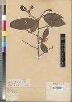 Image result for Grewia pubescens