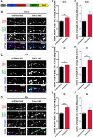 Search for more midi files. Light Activated Ros Production Induces Synaptic Autophagy Journal Of Neuroscience