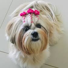 Bichon Maltes Panosundaki Pin