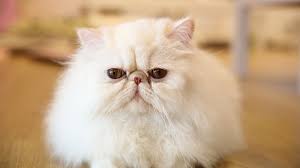 Meron din silang veterinary and grooming services. The Cheapest And Most Expensive Cat Breeds Gobankingrates