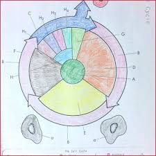 The Cell Cycle Coloring Worksheet Answer Key Awesome Cell Cycle And Mitosis Coloring Answer Key Regionpaper In 2020 Color Worksheets Cell Cycle Coloring Pages