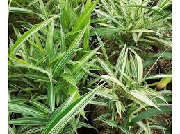 Image result for Pleioblastus fortunei