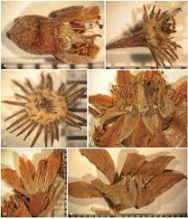 Image result for Homalium abdessammadii