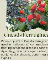 Image result for Cnestis