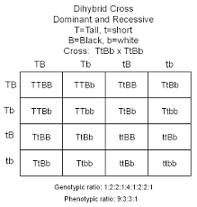 Dihybrid punnett square practice worksheet answer key. Https Www Greeleyschools Org Cms Lib2 Co01001723 Centricity Domain 5219 Punnett 20sq 20cheat 20sheet Pdf