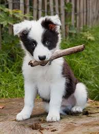 We want each of them to receive the best possible care and treatment. Veterinarian In Little Falls Mn Community Animal Hospital