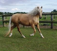 Where do buckskin horses come from? Mistrals Spanish Stud Palominos Silver Dapple Buckskin Andalusians Photos Facebook